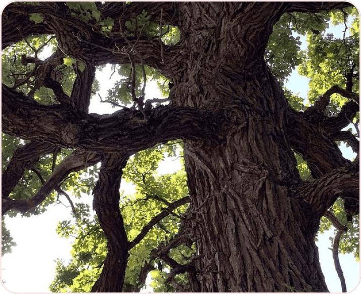 A mature tree canopy in a shady neighborhood park